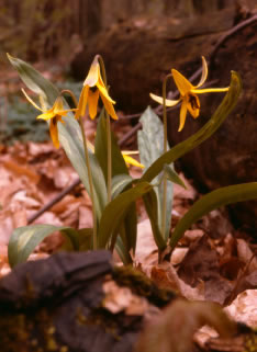 Erythronium s0018